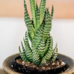 resized_29_api